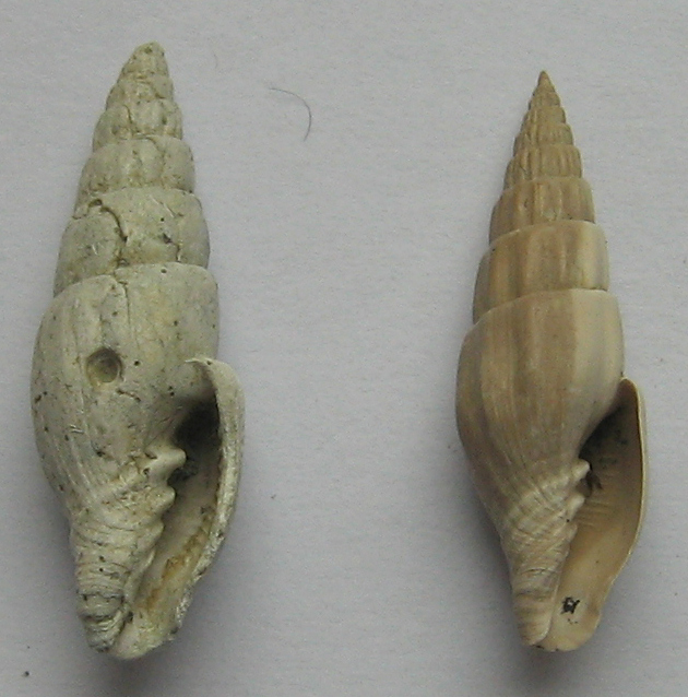 vexillum ebenus